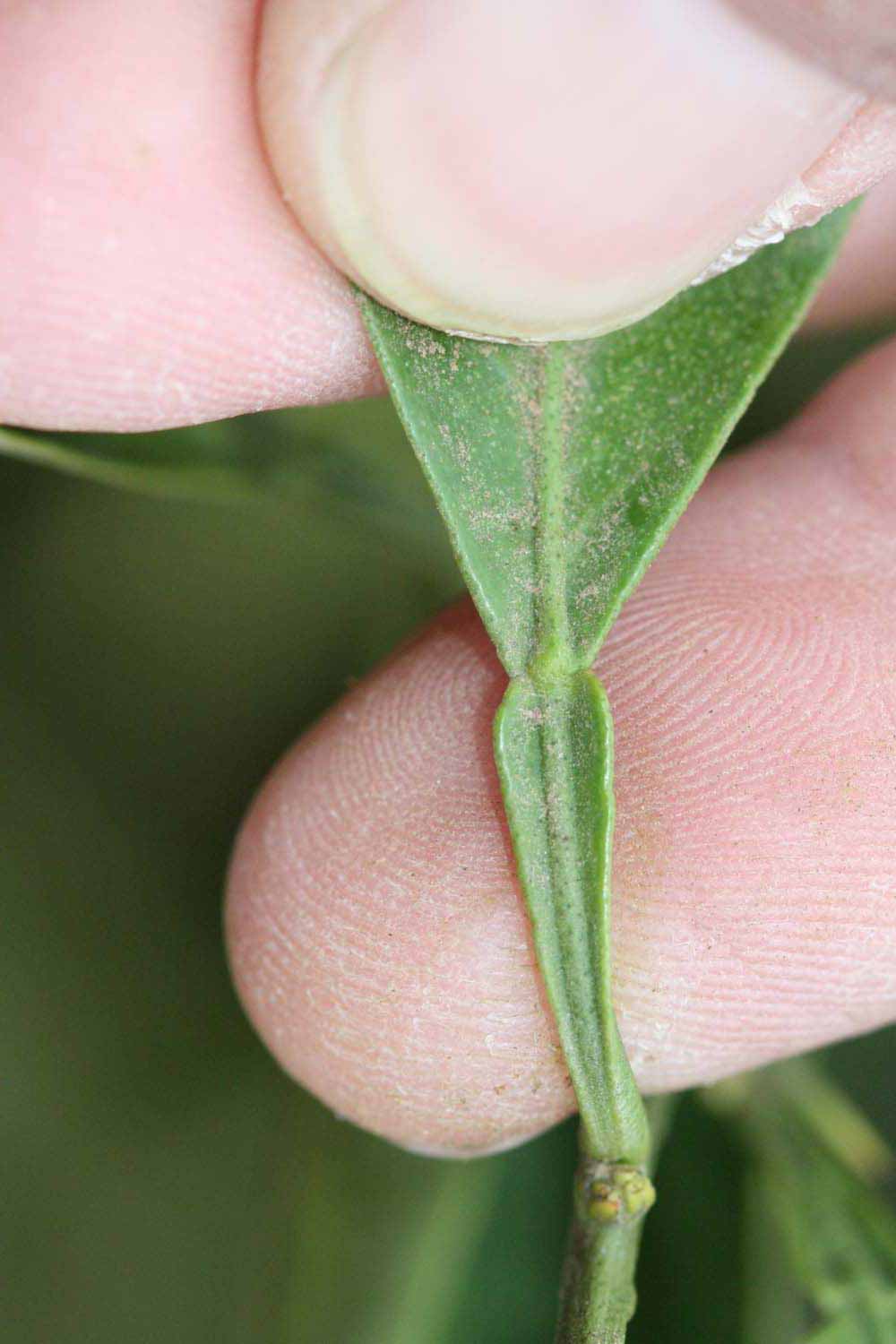              Petiole (Riverside, CA)       